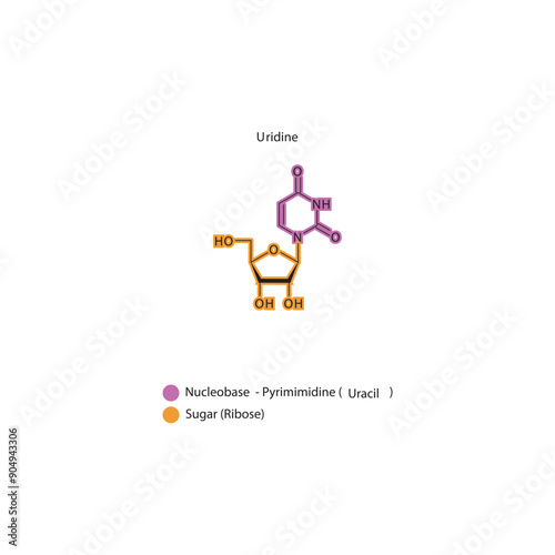 Uridine skeletal structure schematic illustration, Nucleoside molecule.