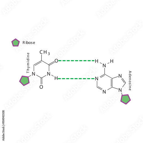 Diagram showing hydrogen bonds between DNA nitrogenous bases - Thymidine and Adenosine, simple schematic illustration.