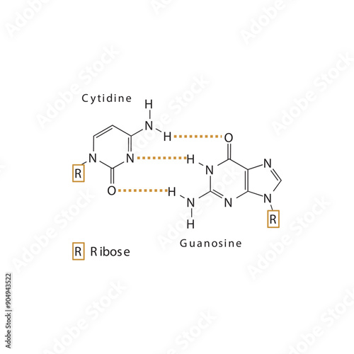 Diagram showing hydrogen bonds between DNA nitrogenous bases - Cytidine and Guanosine, simple schematic illustration.