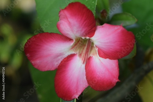 Adenium flowers buds and blooms growing in pots