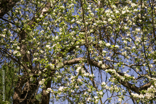 An apple tree in a blooming park, the general plan.Blooming branches of an apple tree with white flowers, a background of spring nature