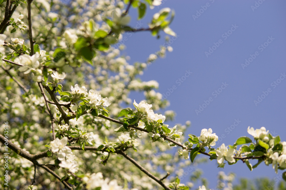 An apple tree in a blooming park, the general plan.Blooming branches of an apple tree with white flowers, a background of spring nature An apple tree in a blooming park, the general plan.Blooming branches of an apple tree with white flowers, a background of spring nature
