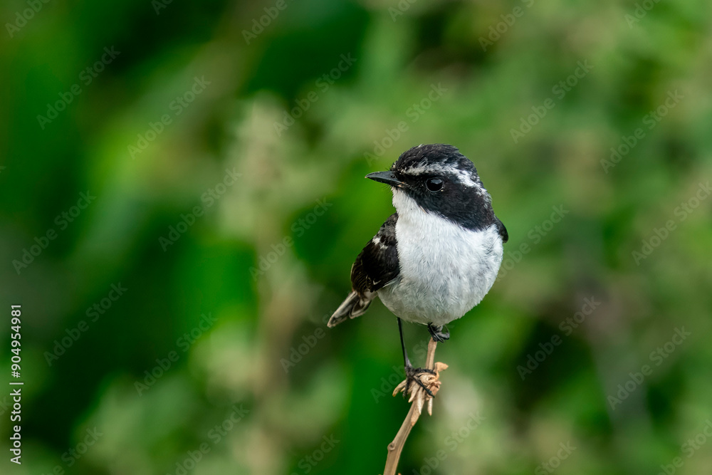 male, grey bush chat or Saxicola ferreus at Mukteshwar, Uttarakhand, India male, grey bush chat or Saxicola ferreus at Mukteshwar, Uttarakhand, India