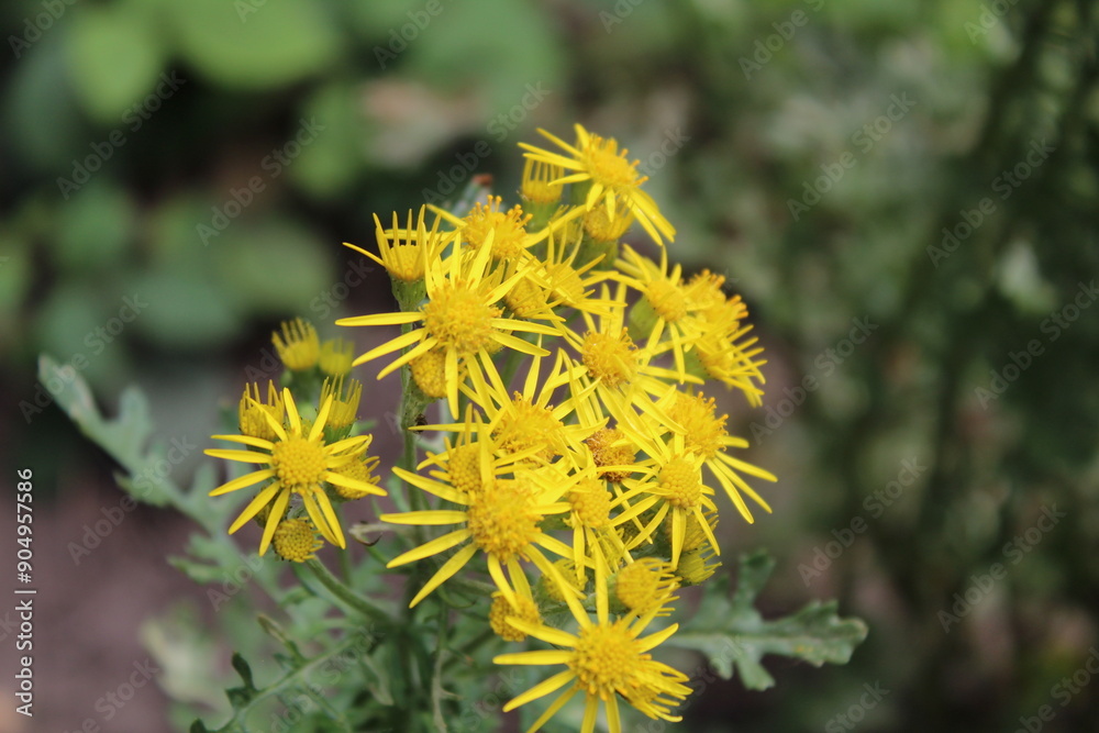 Yellow Flowers In The Forest Yellow Flowers In The Forest