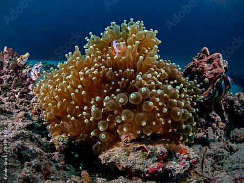 Fototapeta Naklejka Na Ścianę i Meble -  Bulb tentacle of a sea anemone, Blasenanemone (Entacmaea Quadricolor)