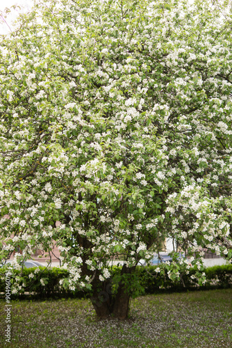 An apple tree in a blooming park, the general plan. Blooming branches of an apple tree with white flowers, a background of spring nature