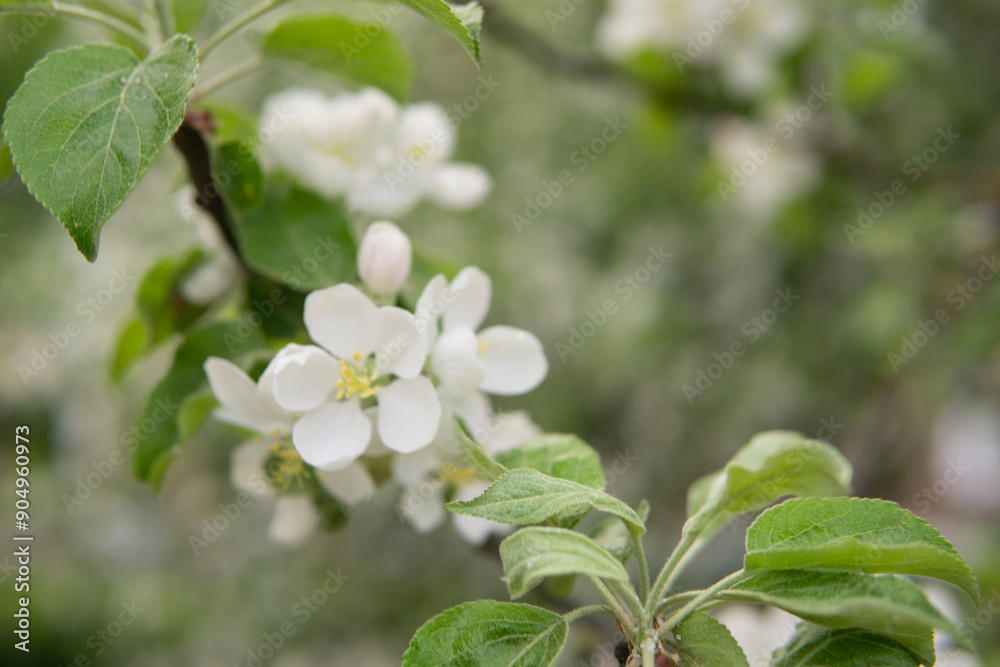 Obraz premium Blooming Apple tree branches with white flowers close-up.