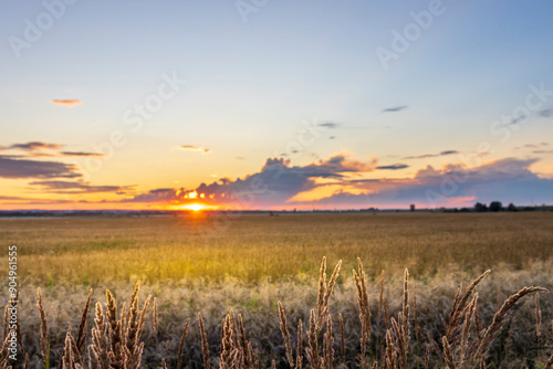 A breathtaking view of a golden sunset illuminating vast fields, with silhouettes of grass gently swaying in the evening breeze.