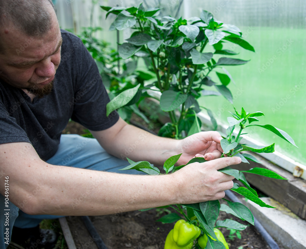 Fototapeta premium A man is tending to a plant in a greenhouse
