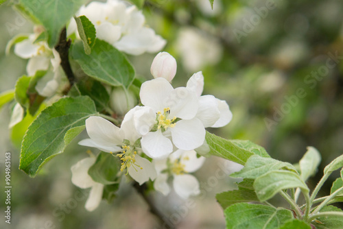 Blooming Apple tree branches with white flowers close-up.