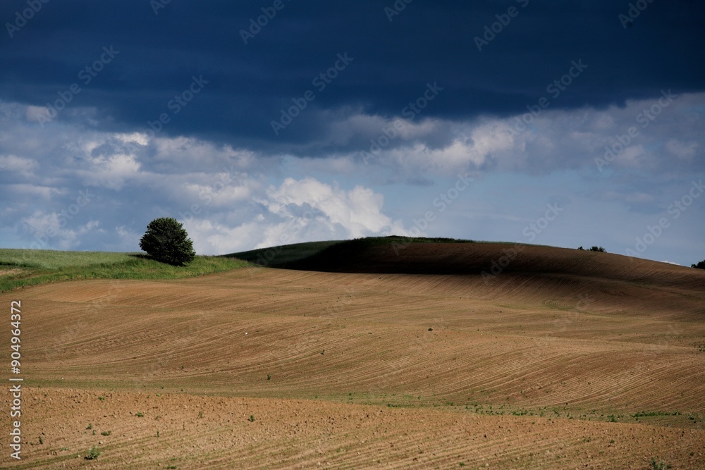 Fototapeta premium Na polu