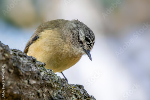 Yellow-rumped Thornbill (Acanthiza chrysorrhoa), Woodlands Historic Park, Greenvale.  photo