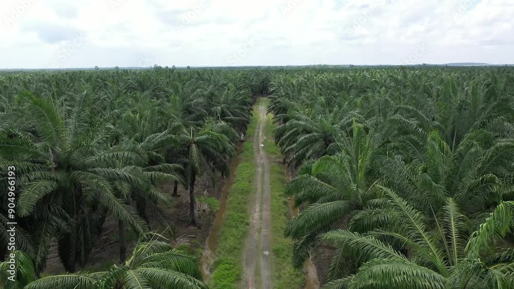 Aerial view of palm oil plantation At Labuk Sandakan Sabah, Borneo. Aerial view