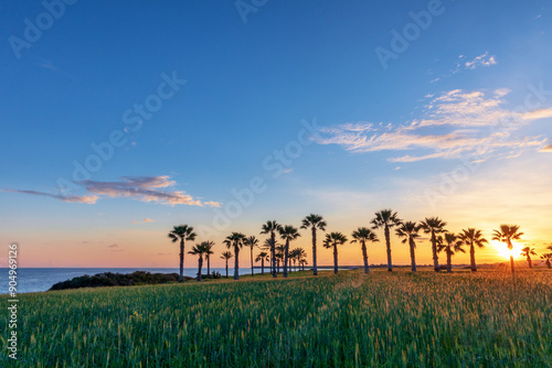 Silhouette of palms during sunset at Mazotos beach, Cyprus, Europe