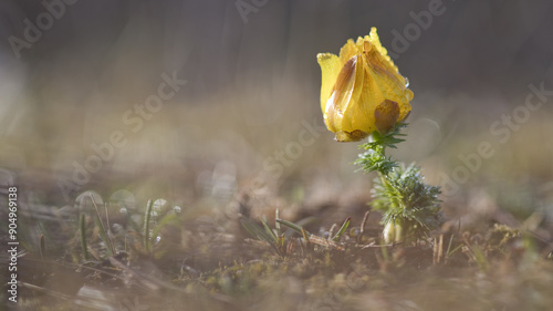 Pheasant's eyes (Adonis vernalis) in the morning dew, Austria, Europe photo