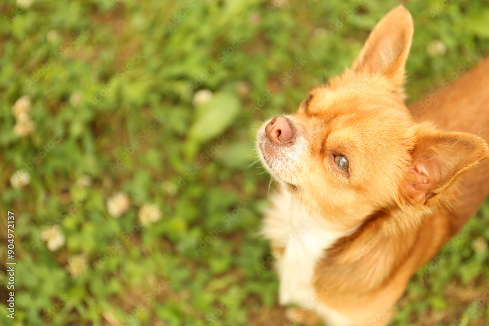 Cute dog with brown hair walking outdoors, above view. Space for text Cute dog with brown hair walking outdoors, above view. Space for text