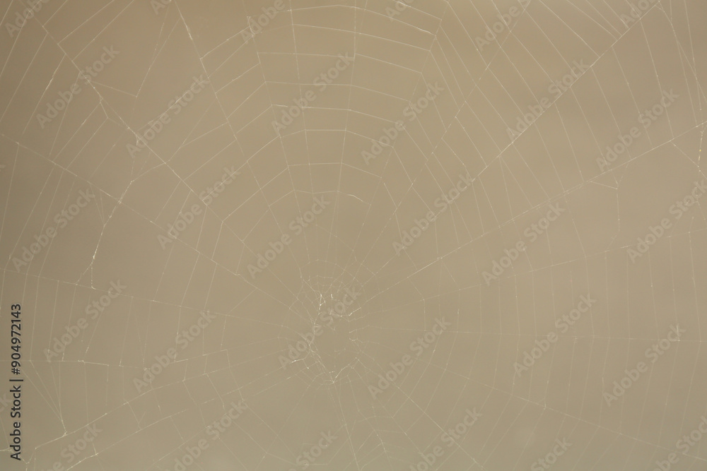 Creepy cobweb against gray background, closeup view