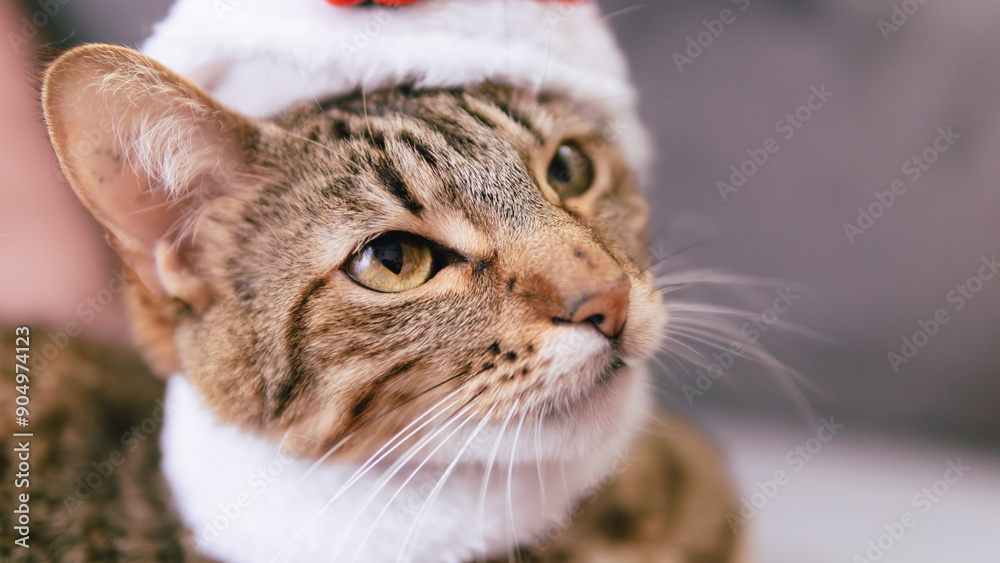Fototapeta premium Close-up of a tabby cat wearing a Santa hat, captured in soft focus indoors