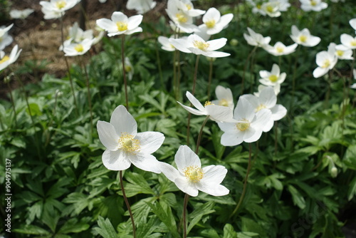 Close view of white flowers of Anemonoides sylvestris in mid May photo