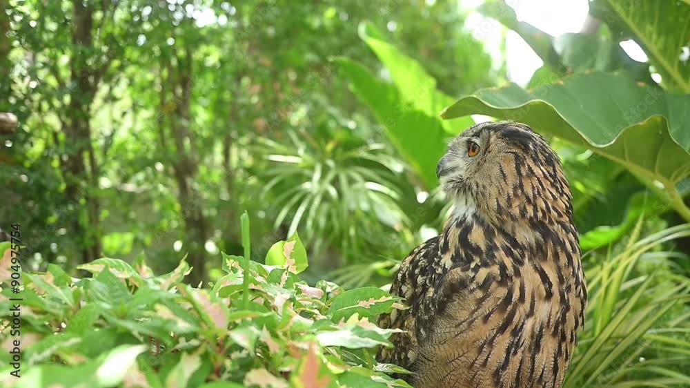 Eurasian eagle owl sitting among green plants and looking around its surroundings Eurasian eagle owl sitting among green plants and looking around its surroundings