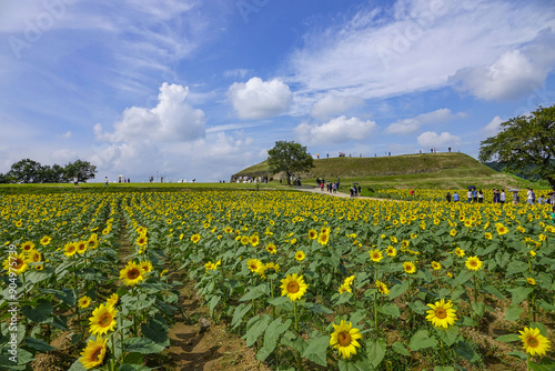 Wondang-ri, Yeoncheon-gun, Gyeonggi-do, South Korea - September 12, 2022: Summer view of sunflowers on the field with tourist against mud castle of Yncheon-hologolu 