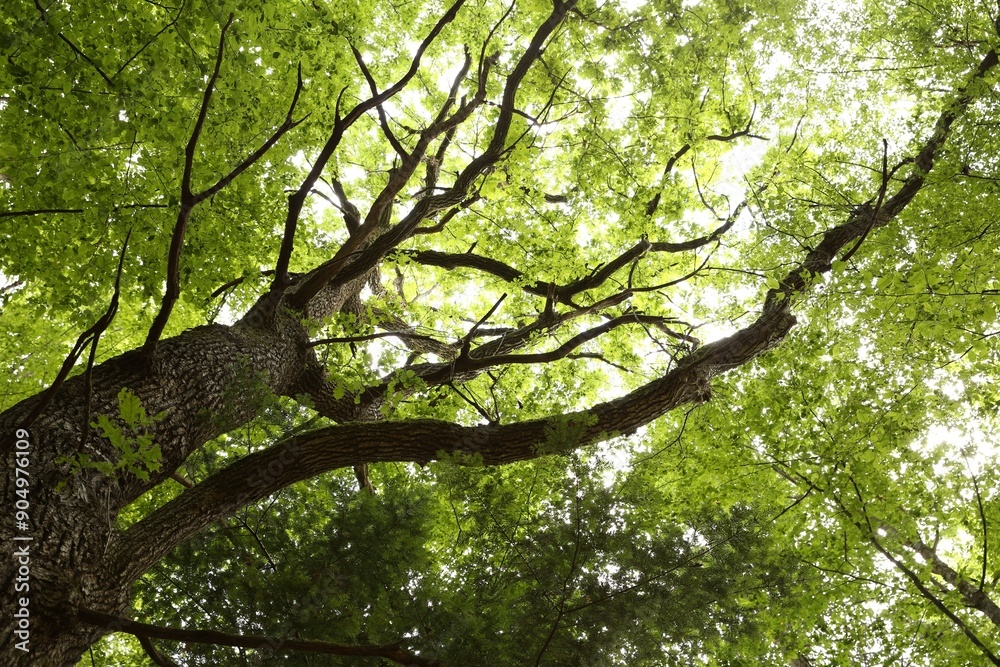 Fototapeta premium Beautiful green tree growing in forest, bottom view