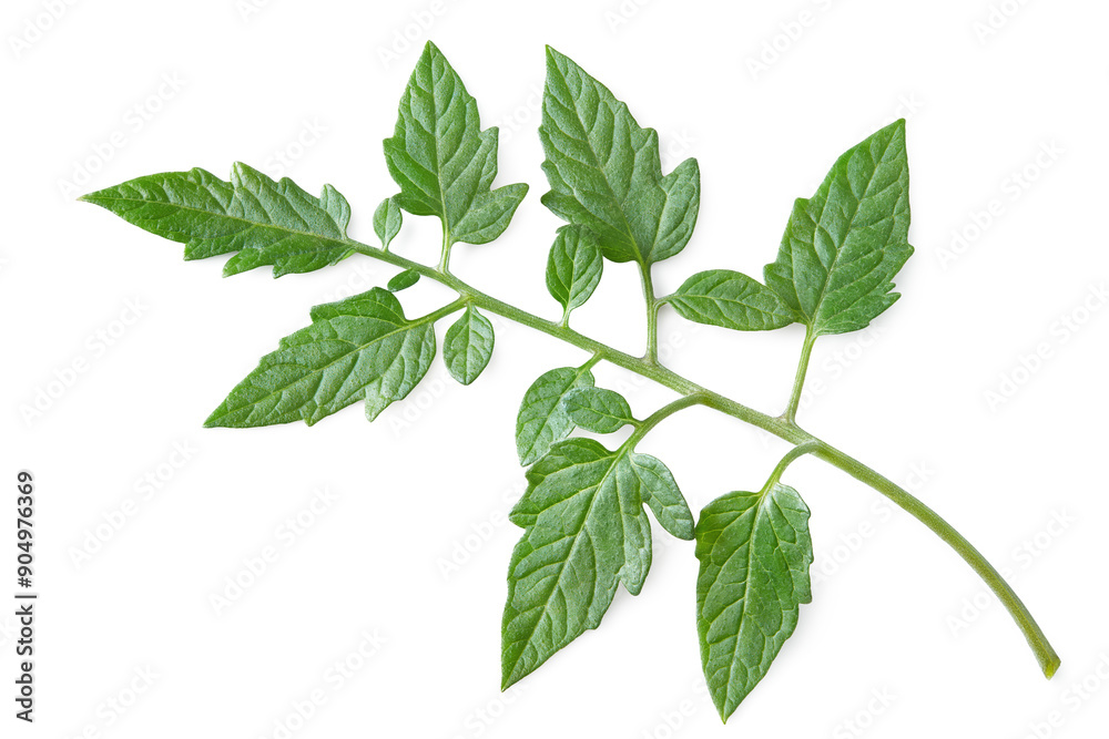 tomato leaves isolated on white background. clipping path tomato leaves isolated on white background. clipping path