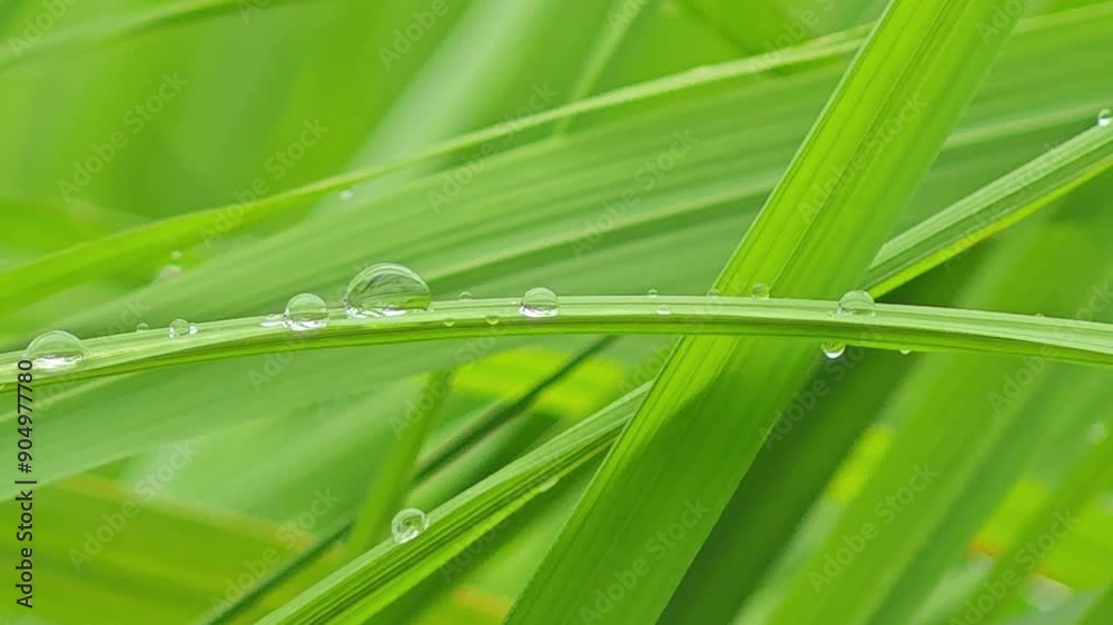 Dew drops on rice grass with blur background. Fresh morning dew in rice field. Dew drops on rice grass with blur background. Fresh morning dew in rice field.
