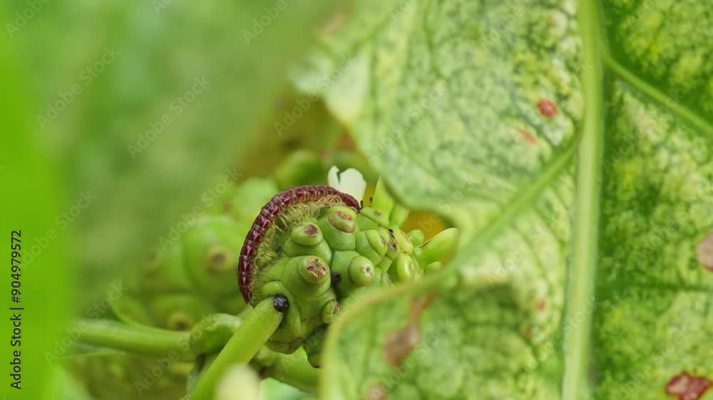 Small red centipede on morinda tree Small red centipede on morinda tree