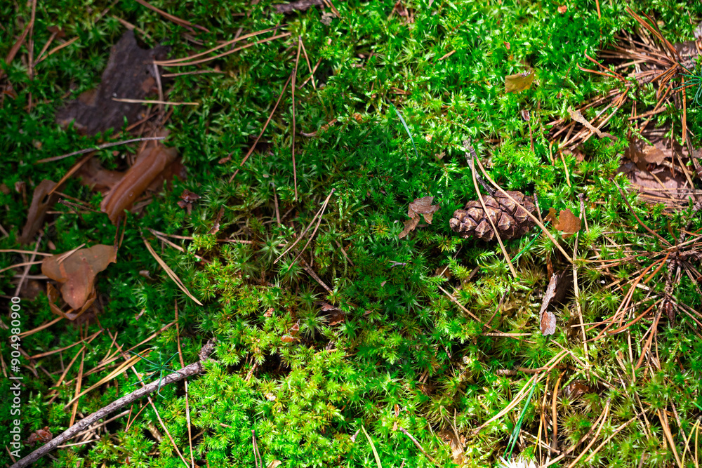 moss on the ground moss on the ground