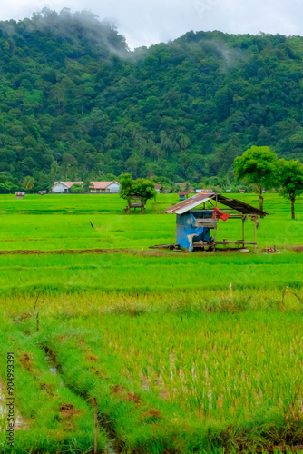 Image of calm greenery paddy field area at Alue Mie, Aceh Jaya, Aceh, Indonesia. photo