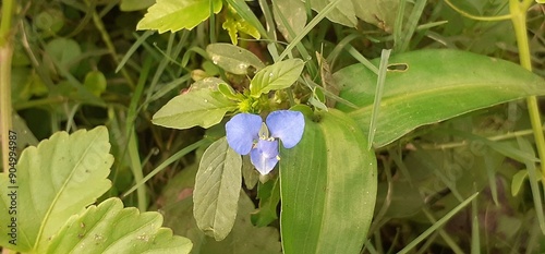 Purple Commelina Benghalensis Flowers and Plant on Green Leaves Background photo