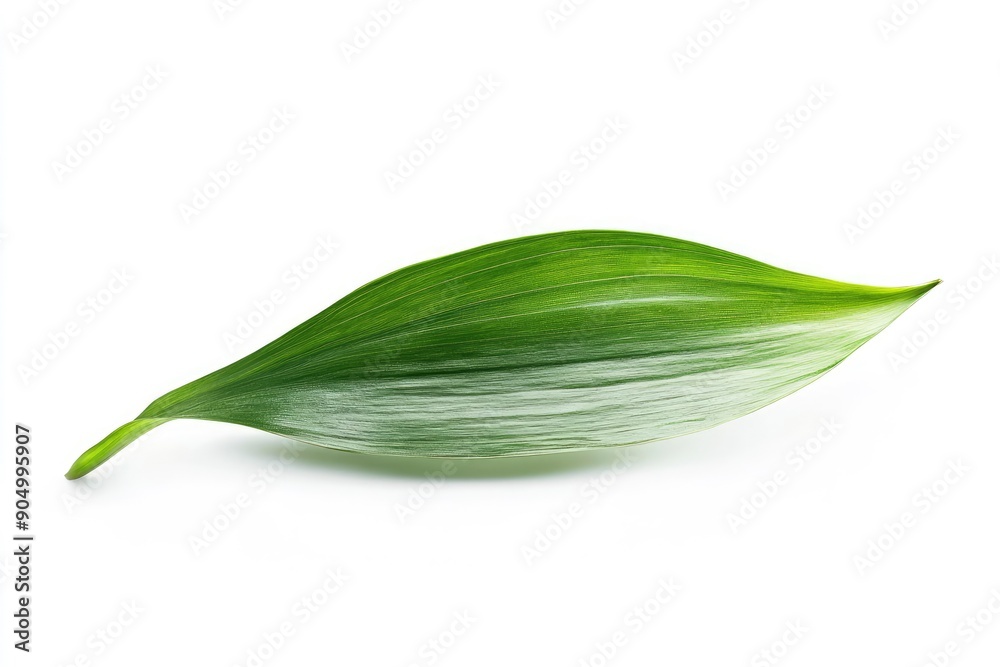 Lily of the valley Leaf, isolated on white background, full depth of field, ai Lily of the valley Leaf, isolated on white background, full depth of field, ai