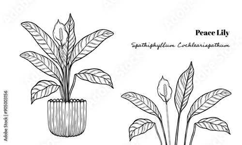 Peace Lily Plant Set in a Pot with Flower Leaves Hand Drawn Line Art  Vector Illustration