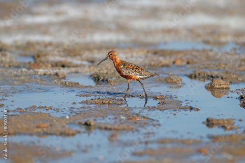 An adult male curlew sandpiper (Calidris ferruginea) photographed close up in the shallow waters of the estuary near the shore. Breeding plumage photo