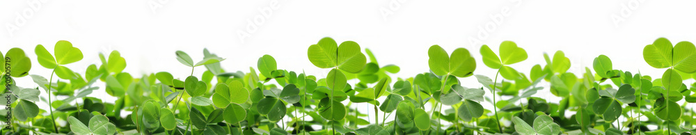 Clover plants growing in a row isolated on a white background with a copy space area.