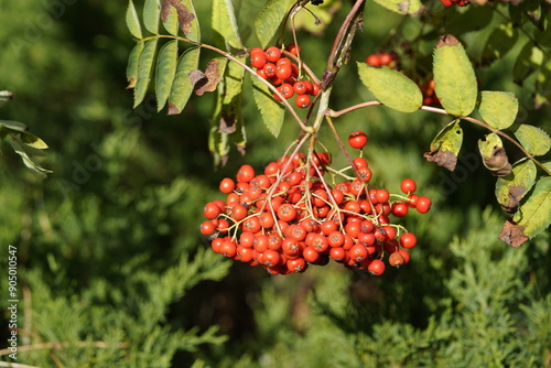 Fruit of Sorbus aucuparia,  Rosaceae family. Hanover Berggarten, Germany. photo