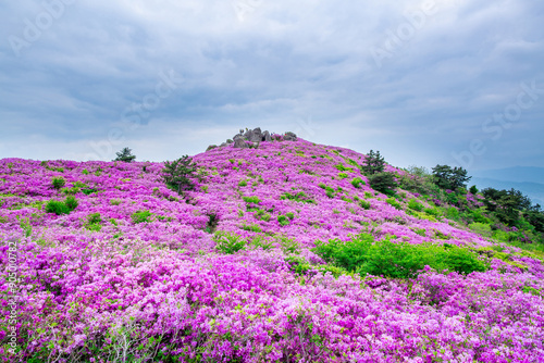 Low angle and spring view of pink royal azalea flowers with hikers on top of Choamsan Mountain at Geumcheon-ri near Boseong-gun, South Korea 