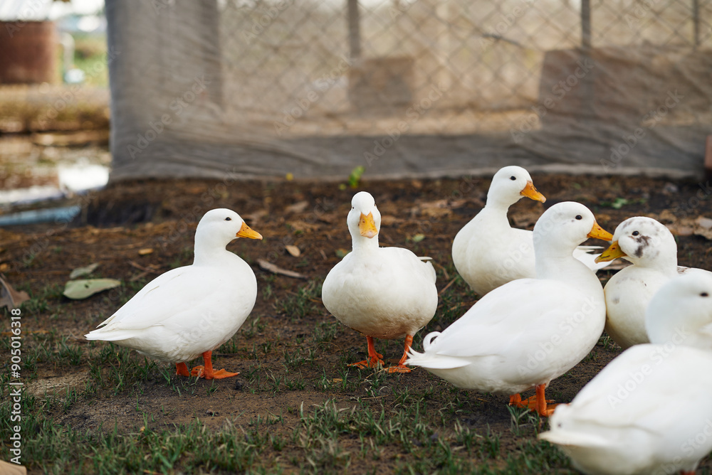 Flock of ducks in the farm Flock of ducks in the farm