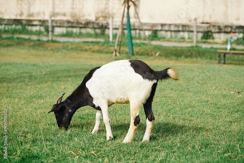 Goat eating grass in the farm