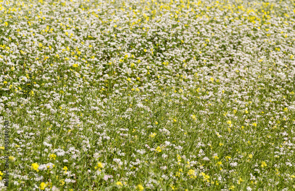 Fototapeta premium blooming spring meadow, yellow and white flowers in the meadow, background 6