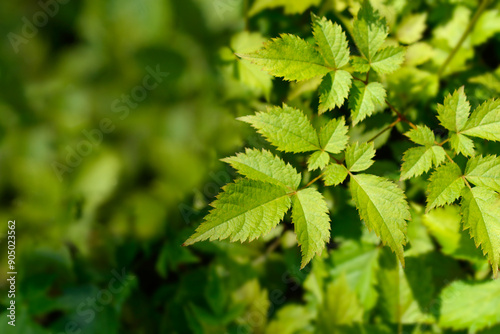 Grand astilbe leaves