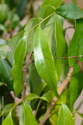 Lychee leaves