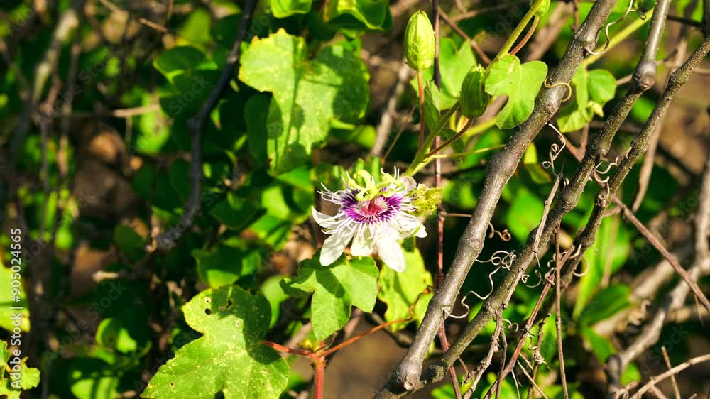 Bird Wildlife - Hummingbird in Super Slow Motion 4K 120fps Bird Wildlife - Hummingbird in Super Slow Motion 4K 120fps