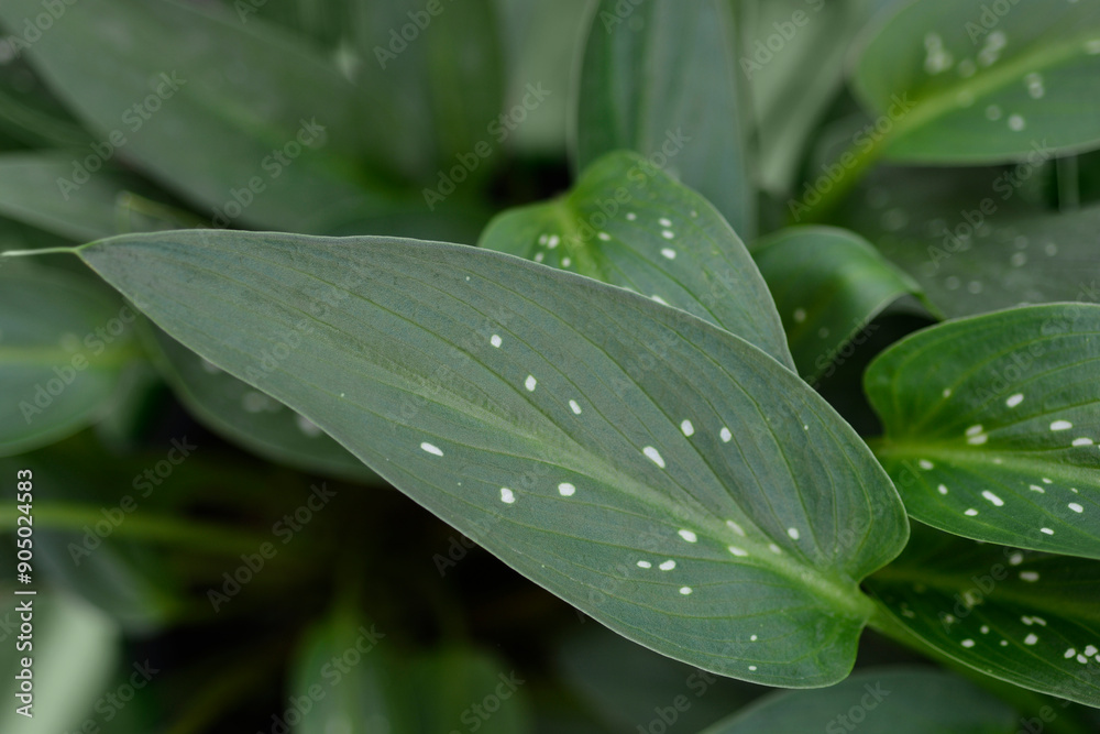 Garden calla lily leaves Garden calla lily leaves