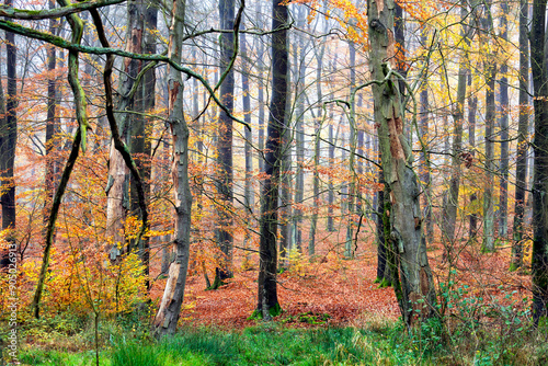 Fototapeta Naklejka Na Ścianę i Meble -  Jesienny las