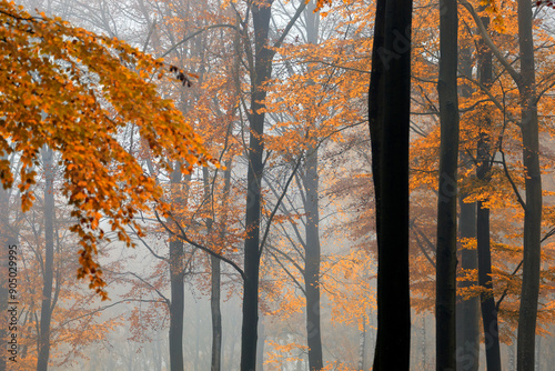 Fototapeta Naklejka Na Ścianę i Meble -  Jesienny las