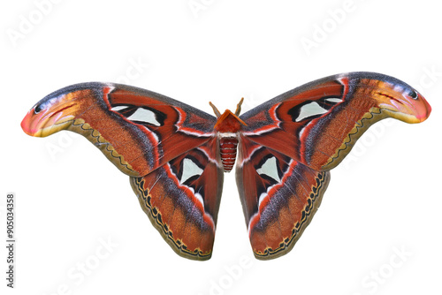 Attacus atlas butterfly moth isolated on white background