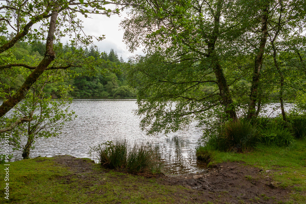 Obraz premium The beautiful little lake of Llyn Mair (Mary's Lake), Coed Llyn y Garnedd, Gwynedd, Wales