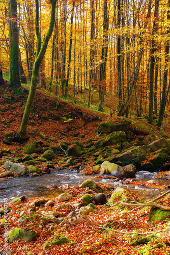 landscape with forest and a creek in front. beautiful scenery in autumn. sunny weather. primeval beech woods